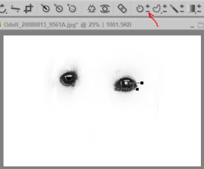 Odell_ 20080813 _ 9561A _ Eye Selection.jpg