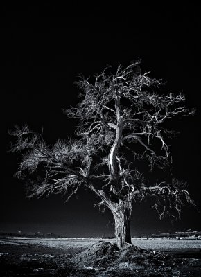 DSC_0394R900.jpg