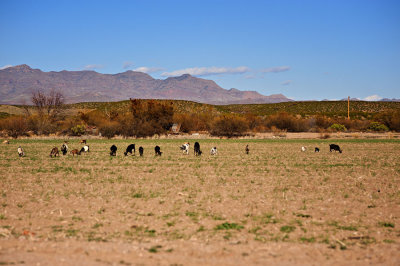 DSC_3170R900.jpg
