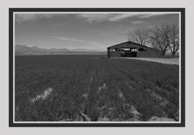 Cotton Farmer's Barn
