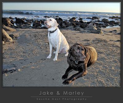 Jake and Marley copy 1.jpg