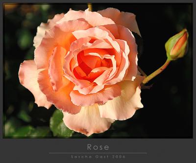 MDR rose.jpg