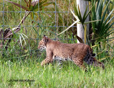 Lynx at Viera 02.jpg