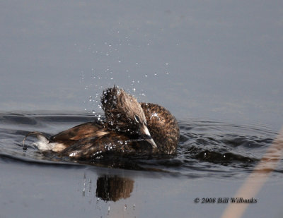 Grebe at Viera 01.jpg