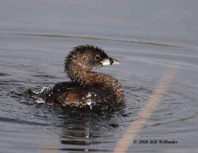 Grebe at Viera 02.jpg