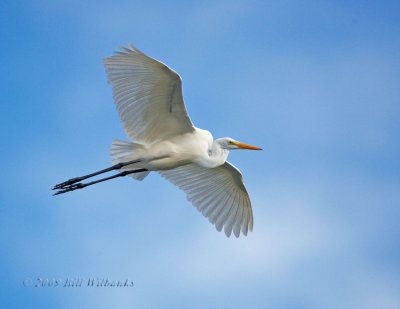 Great white Egret in Flight 04