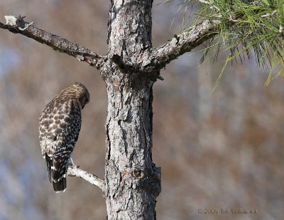 Hawk 01.jpg