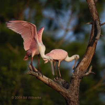 Spoonbill 02.jpg