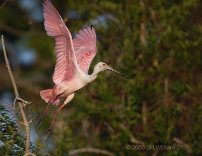 Spoonbill 05.jpg