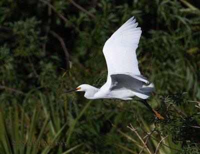 Snowy Egret Flight 01