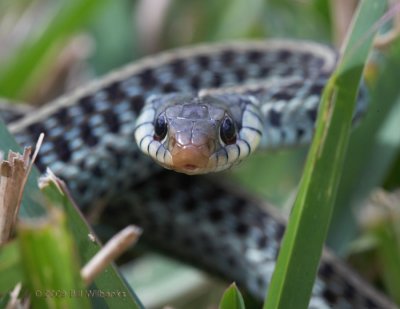 Snake 04.jpg
