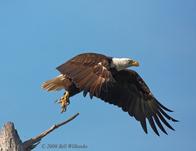 Eagle 07