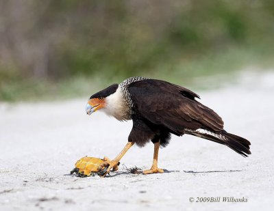 Caracara 02_750.jpg