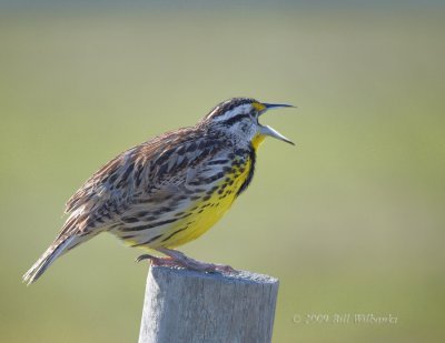 MeadowLark 06