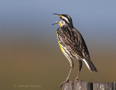 Meadowlark 07