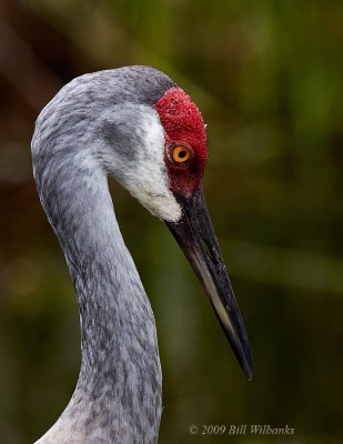 Sandhill Crane Standing By.jpg