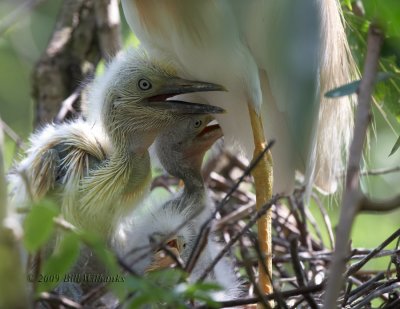 Cattle Egret Chicks 01.jpg