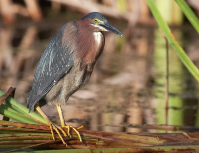 Green Heron  05.jpg