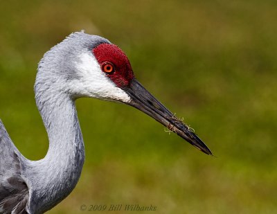 SHC Portrait 01.jpg