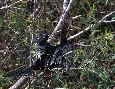 Anhinga at 1000mm.jpg