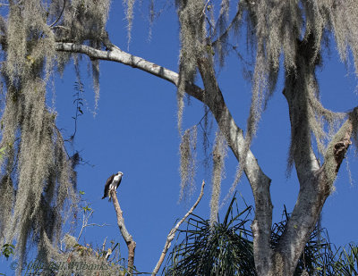 Osprey Wide View