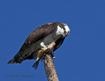 Osprey You are Mine Now