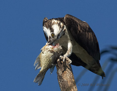 Osprey Head Turn.jpg