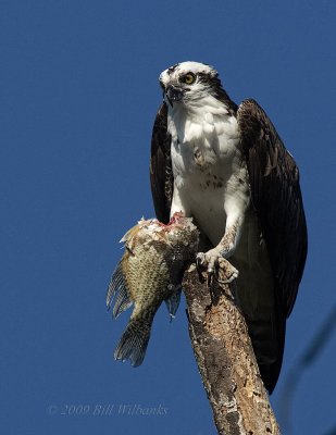 Osprey with Sushi.jpg