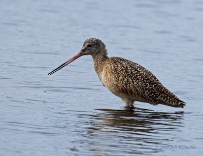 Marbeled Godwit 02