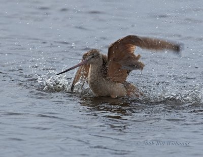 Marbeled Godwit Bath