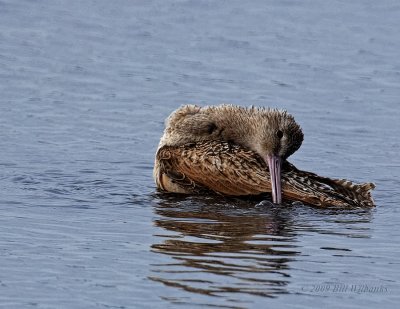 Marbeled Godwit Bath Resting.jpg