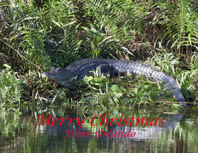 Gator on Christmas Eve.jpg