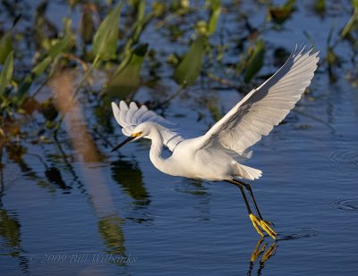 Snowy Egret 01.jpg