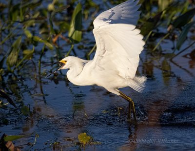 Snowy Egret 02.jpg