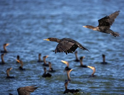 Cormorant Flight.jpg