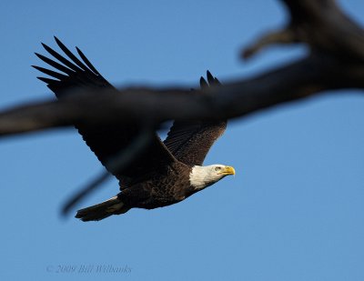 Eagle in the Branches.jpg