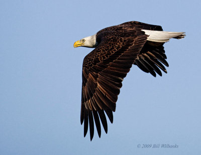 Eagle Flyby.jpg