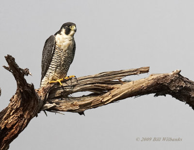 Peregrine Falcon