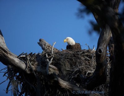 Eagle Tending the Nest 02.jpg