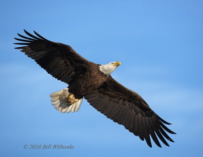 Eagle Flying 02.jpg