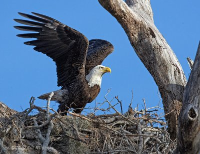 Eagle Takeoff 03.jpg