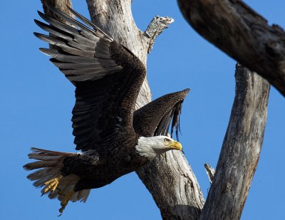 Eagle Takeoff 04.jpg