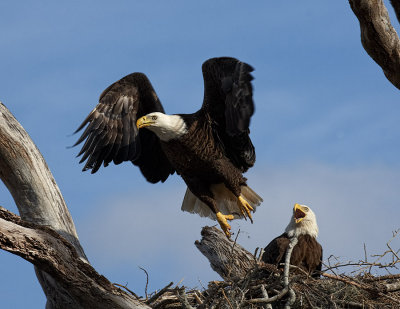 Eagle Takeoff 05.jpg