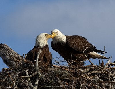 Eagle Secrets 07