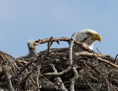 Eagle Chick 02.jpg