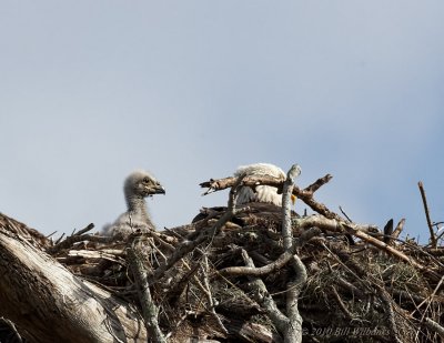 Eagle Chick 01