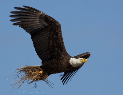 Eagle With Nesting Material.jpg