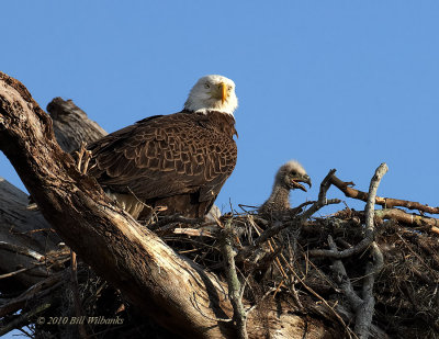 Eagle With Chick 01.jpg