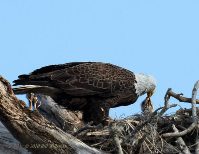 Eagle With Chick 03.jpg