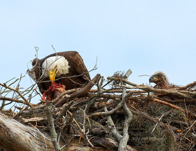 Eagle and Hairy Meal